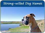 Strong-willed Dog Names