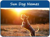 Sun Dog Names