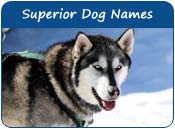 Superior Dog Names