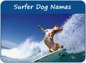 Surfer Dog Names