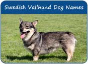 Swedish Vallhund Dog Names