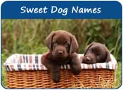 Sweet Dog Names