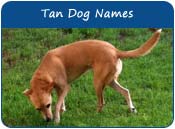 Tan Dog Names