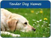 Tender Dog Names