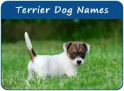 Terrier Dog Names