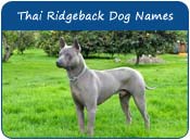 Thai Ridgeback Dog Names