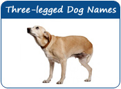 Three Legged Dog Names