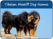 Tibetan Mastiff Dog Names