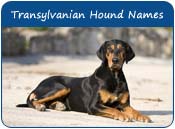 Transylvanian Hound Dog Names