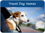 Travel Dog Names