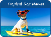 Tropical Dog Names