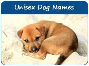 Unisex Dog Names