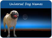 Universal Dog Names