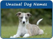 Unusual Dog Names