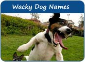 Wacky Dog Names
