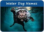 Water Dog Names