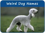 Weird Dog Names