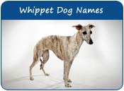 Whippet Dog Names