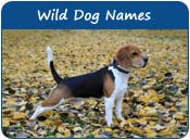 Wild Dog Names