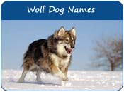 Wolf Names