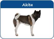 Akita Names