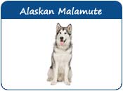 Alaskan Malamute Names