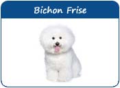 Bichon Frise Dog Names