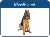 Bloodhound Dog Names