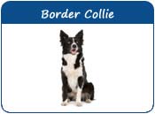 Border Collie Names