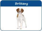Brittany Dog Names
