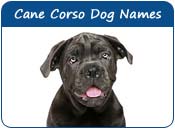 Cane Corso Dog Names