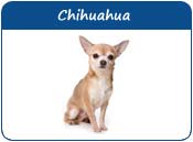 Chihuahua Names