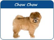 Chow Chow Names