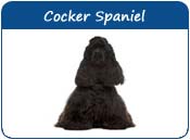 Cocker Spaniel Dog Names