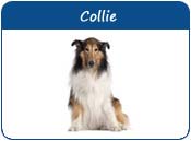 Collie Dog Names