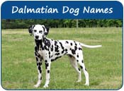 Dalmatian Names