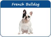 French Bulldog Names