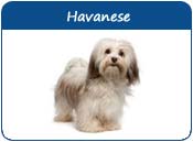 Havanese Dog Names