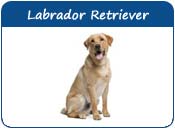 Labrador Names