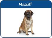 Mastiff Dog Names