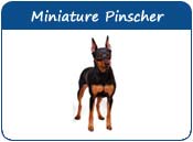 Miniature Pinscher Dog Names