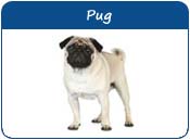 Pug Names