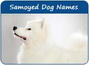 Samoyed Names