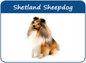 Shetland Sheepdog Dog Names