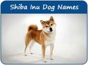 Shiba Inu Names