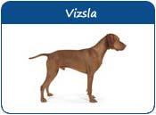 Vizsla Dog Names