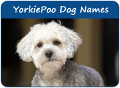 Yorkiepoo Dog Names