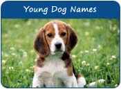 Young Dog Names