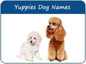 Yuppies Dog Names