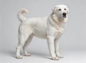 Akbash Turkish White Guardian Dog Names